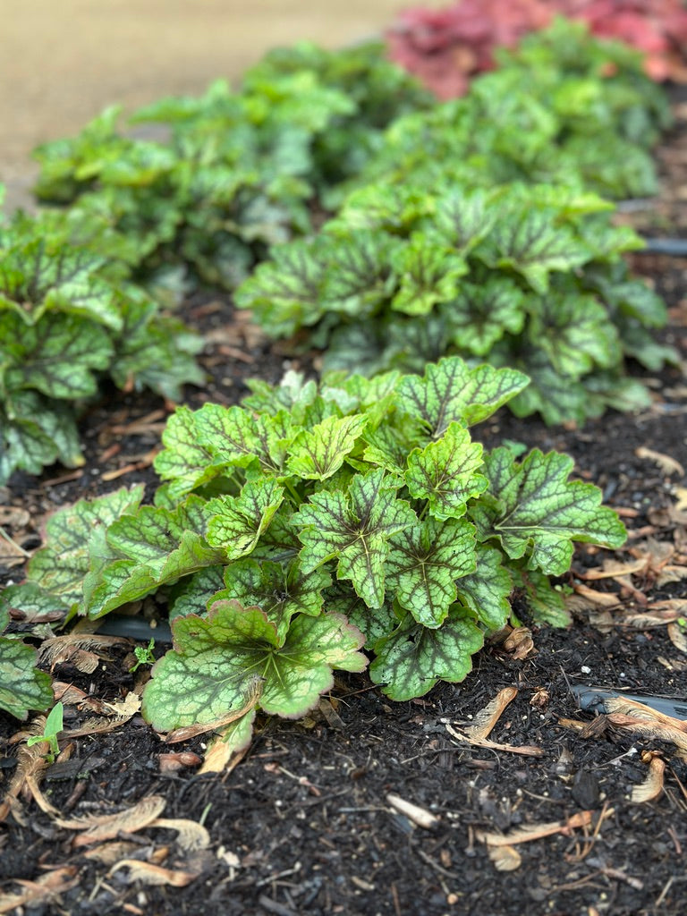 Heuchera 'Carnival Cocomint'