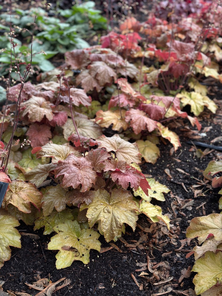 Heuchera Big Top 'Caramel Apple'