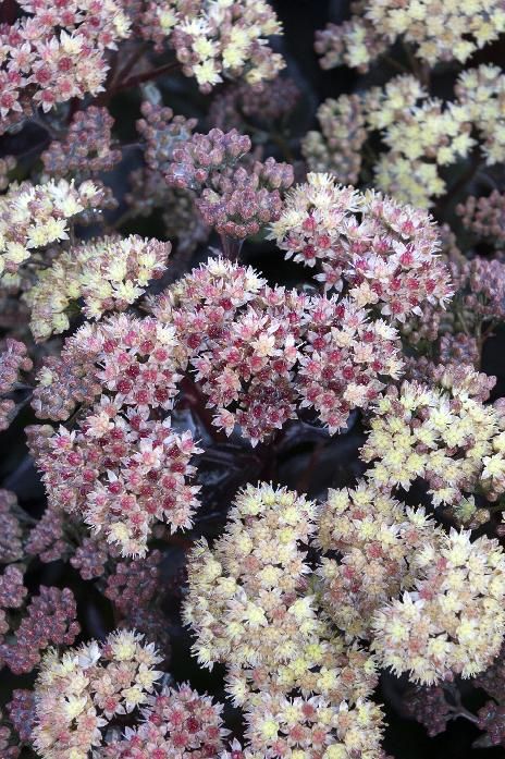 Sedum 'Conga Line'