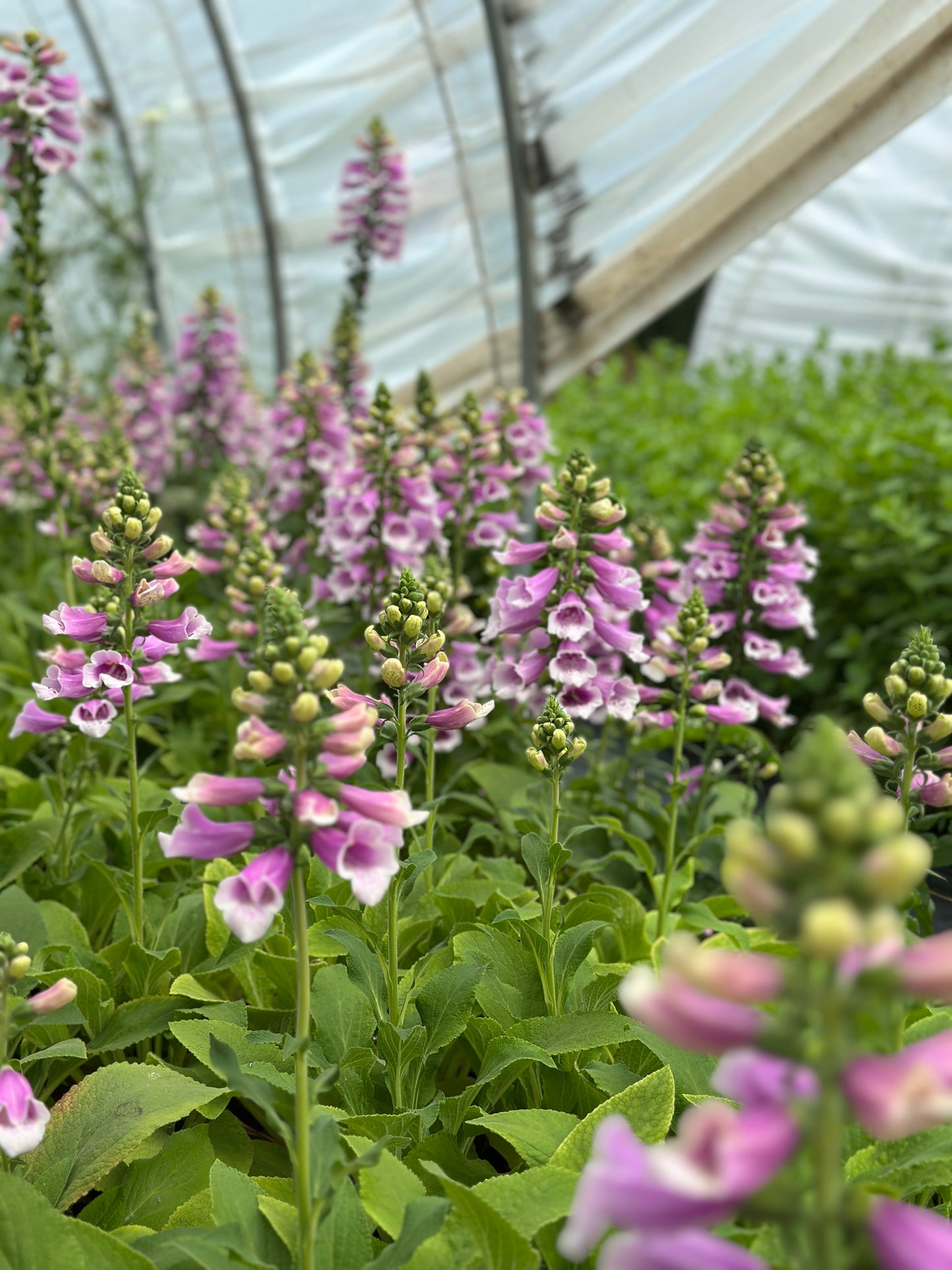 Digitalis 'Dalmatian Rose'