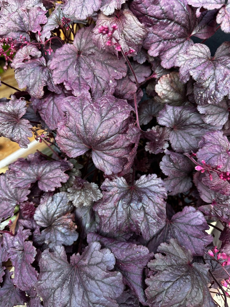 Heuchera hybrid 'Grape Timeless'