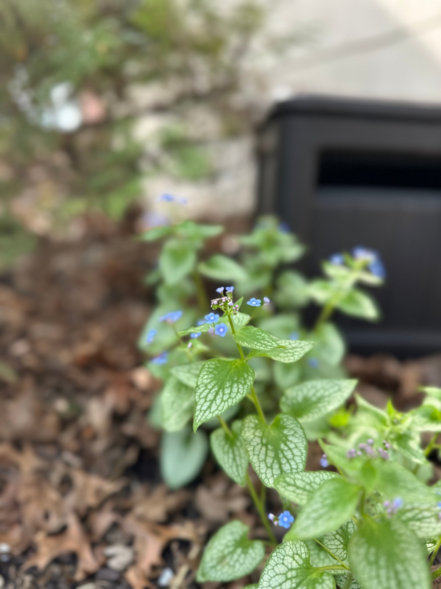 Brunnera macrophylla 'Sterling Silver'