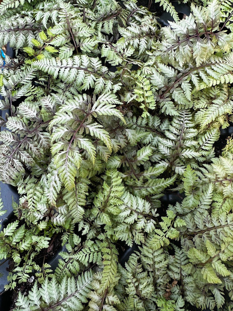 Fern 'Pictum'