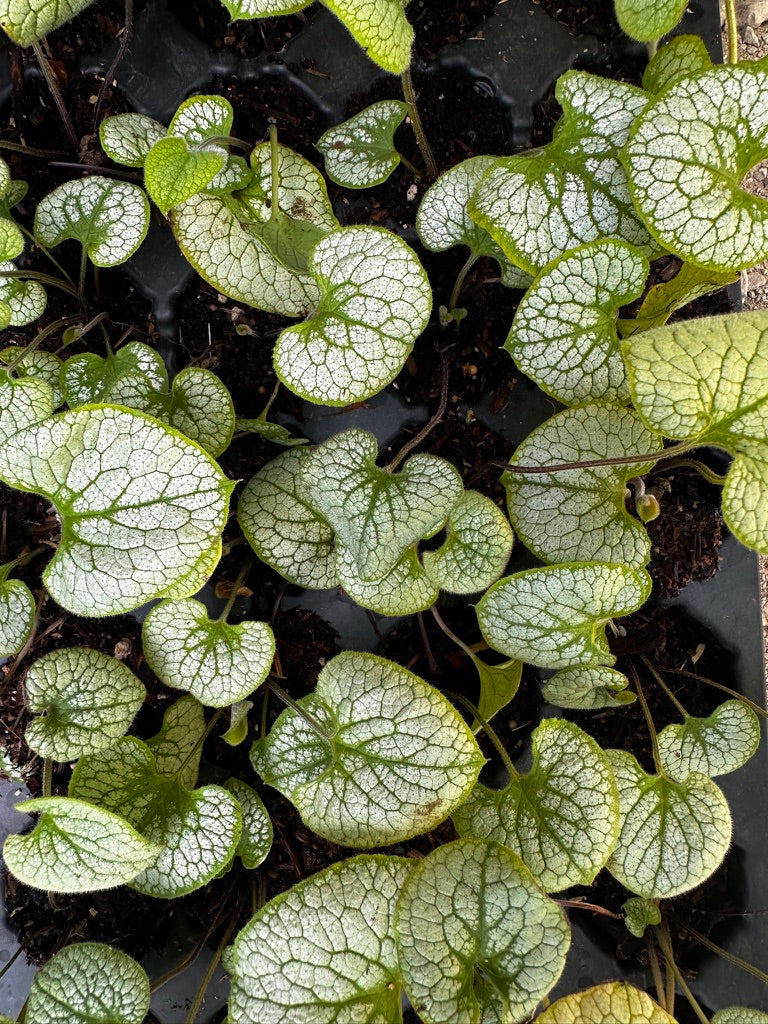 Brunnera macrophylla 'Sterling Silver'