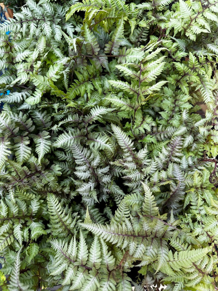 Fern 'Metallicum'