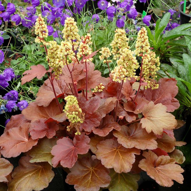 Heuchera 'Blondie'