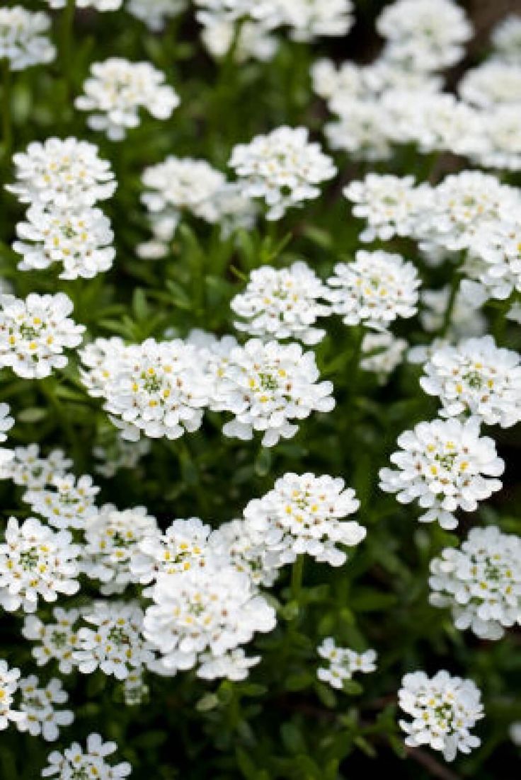Iberis sempervirens 'Snow Cone'