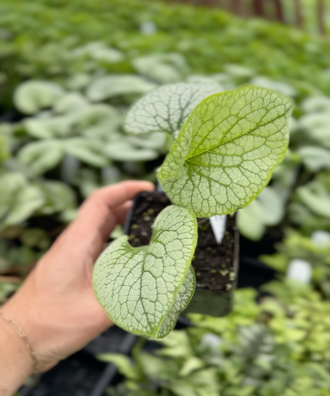 Brunnera macrophylla 'Sterling Silver'