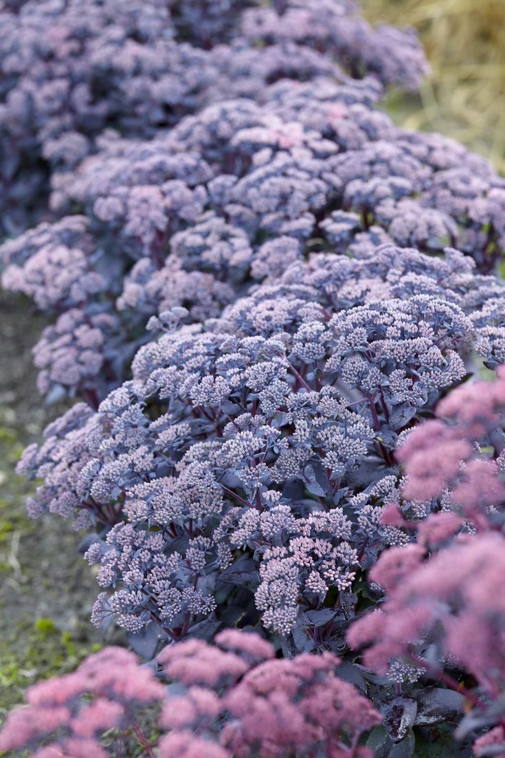 Sedum 'Mojave Jewels Diamond'