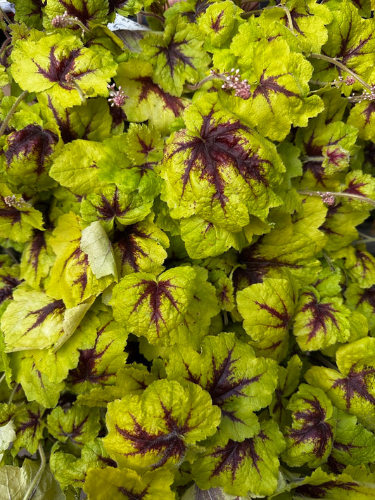 Heucherella hybrid 'Catching Fire'