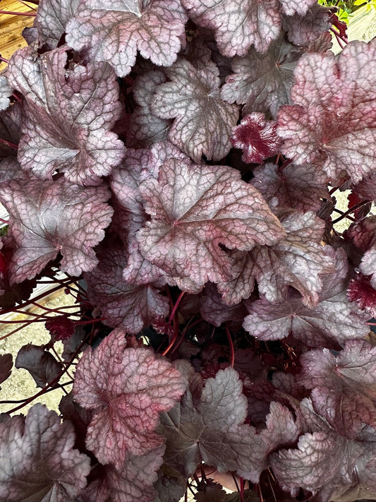 Heuchera hybrid 'Plum Pudding'