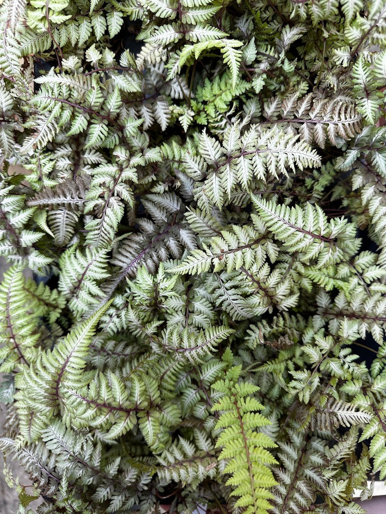 Fern 'Pewter Lace'