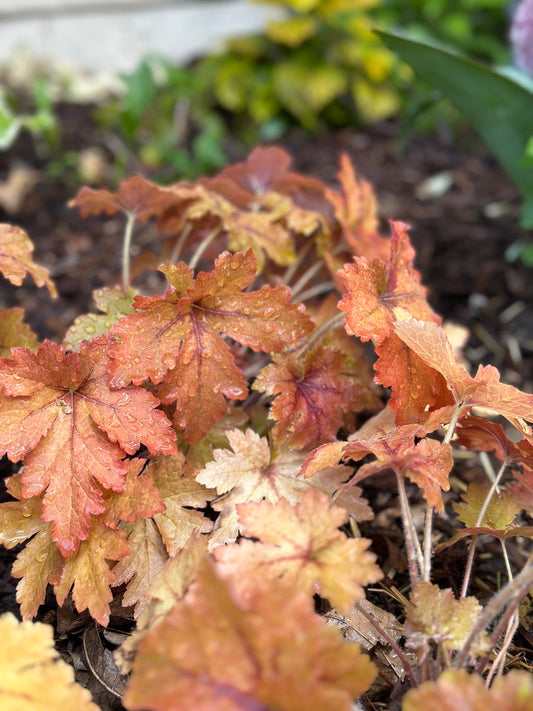 Heucherella hybrid 'Copper King'