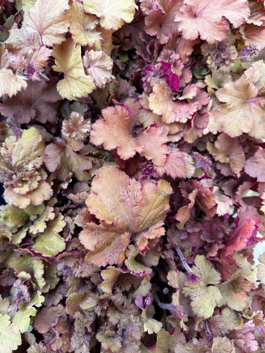 Heuchera hybrid 'Frilly'