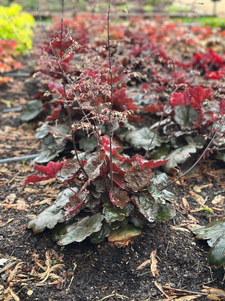 Heuchera 'Carnival Black Olive'