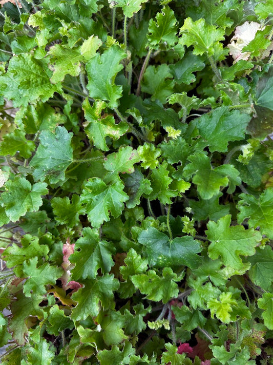 Heuchera hybrid 'Bright and Breezy'