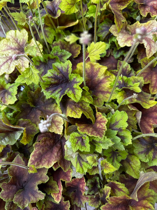 Heucherella hybrid 'Citrus Shock'