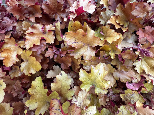 Heuchera hybrid 'September Morn'