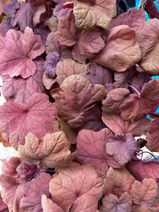 Heuchera hybrid 'Lava Lamp'