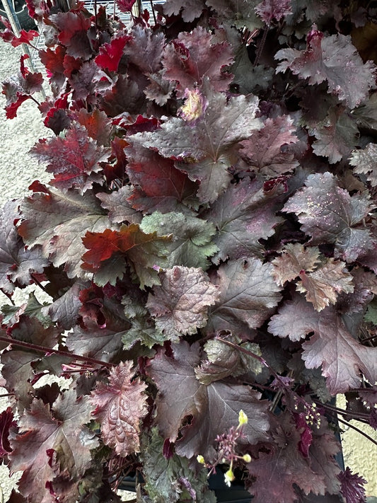 Heuchera hybrid 'Dark Storm'