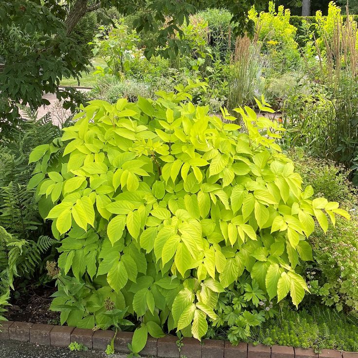 Aralia cordata 'Sun King'