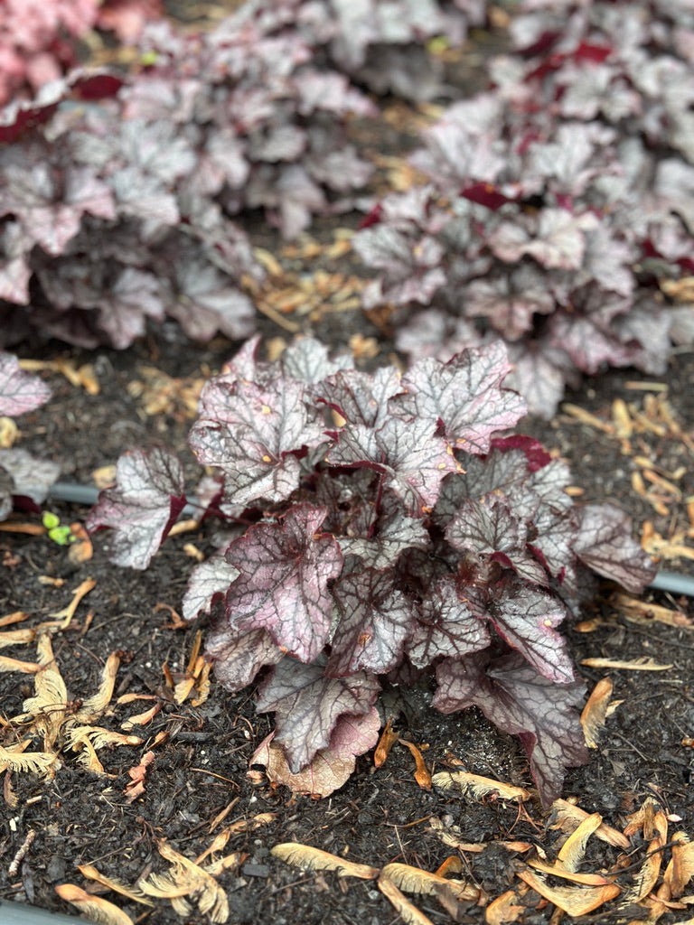 Heuchera 'Carnival Plum Crazy'
