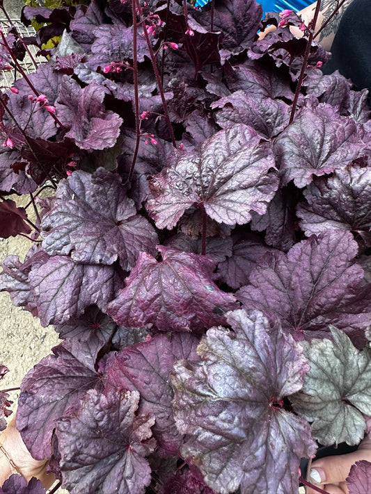 Heuchera hybrid 'Pink Panther'