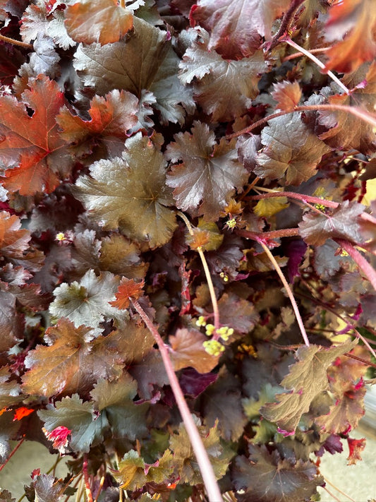 Heuchera hybrid 'Purple Petticoats'