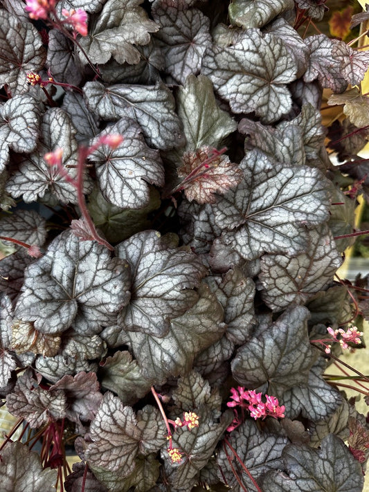 Heuchera hybrid 'Timeless Treasure'