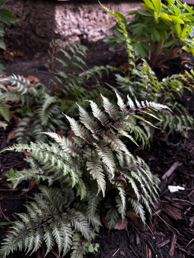 Fern 'Pewter Lace'