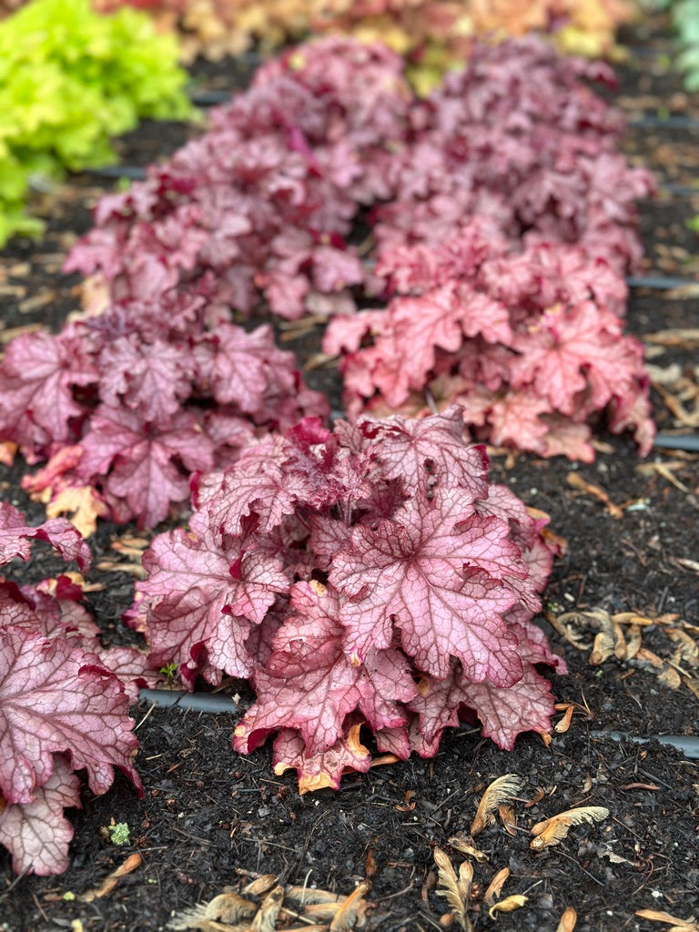 Heuchera 'Carnival Peach Parfait'