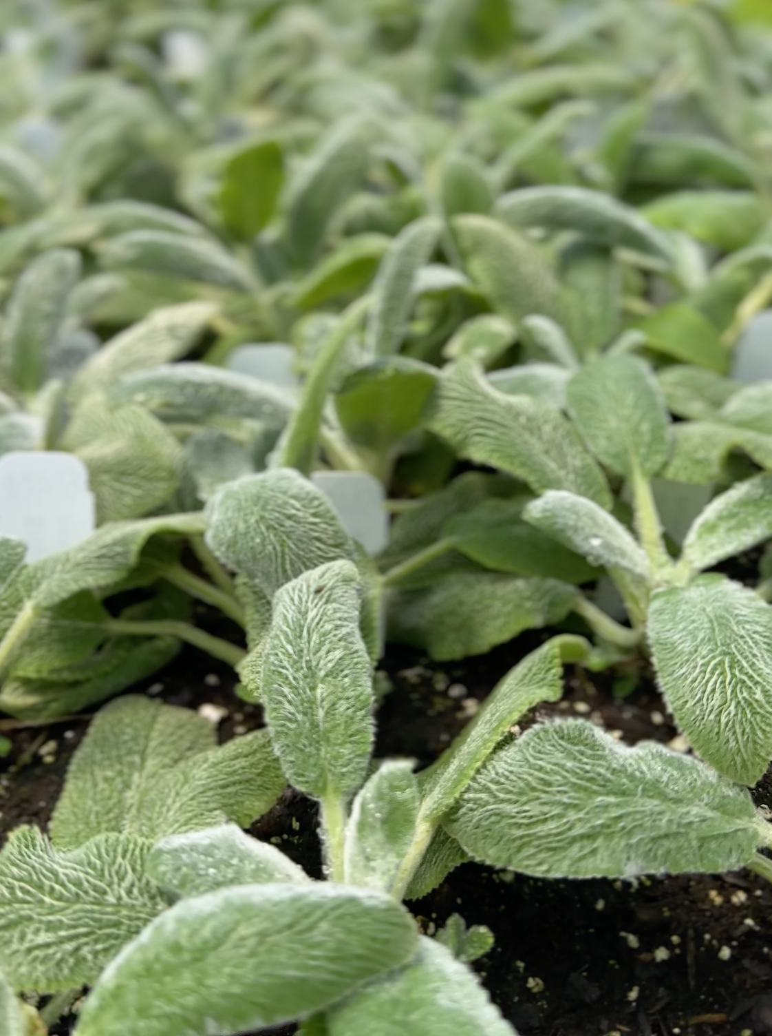 Stachys byzantina 'Silver Carpet'